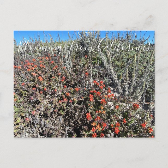 Cartão Postal Bloomings da Califórnia: Monterey Paintbrush Pos (Frente)
