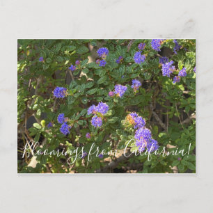 Cartão Postal Bloomings da Califórnia: Mountain Lilac