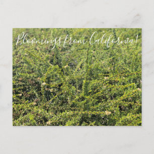 Cartão Postal Bloomings da Califórnia: Nicolas Chamise Postcar