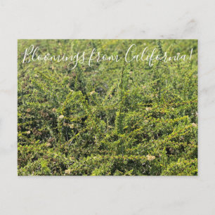 Cartão Postal Bloomings da Califórnia: Nicolas Chamise Postcar