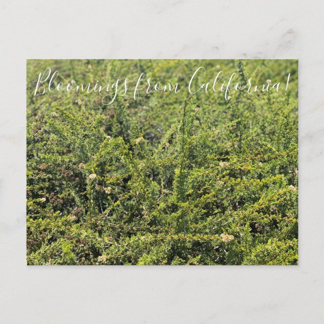 Cartão Postal Bloomings da Califórnia: Nicolas Chamise Postcar (Frente)