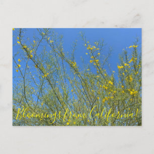 Cartão Postal Bloomings da Califórnia: Palo Verde