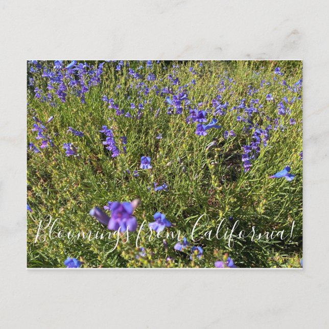 Cartão Postal Bloomings da Califórnia: Penstem Margarita BOP (Frente)