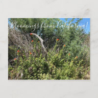 Bloomings da Califórnia: Pinta Indiana