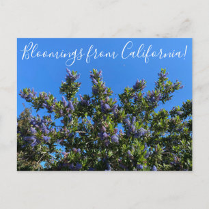 Cartão Postal Bloomings da Califórnia: Ray Hartman Ceanothus P