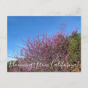 Cartão Postal Bloomings da Califórnia: Redbud Ocidental