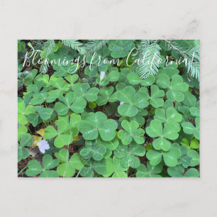 Cartão Postal Bloomings da Califórnia: Redwood Sorrel