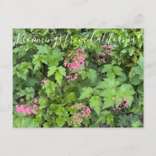 Cartão Postal Bloomings da Califórnia: Rosada Alumroot