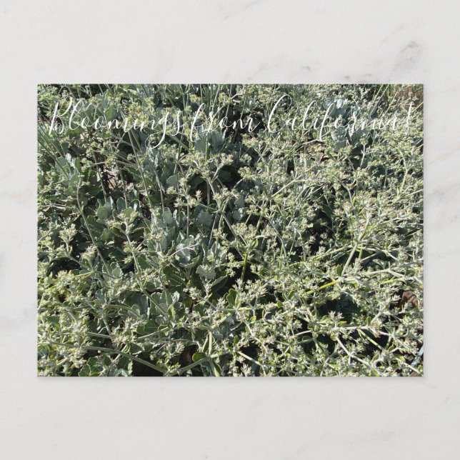 Cartão Postal Bloomings da Califórnia: Rua. Lugar de Catherine (Frente)