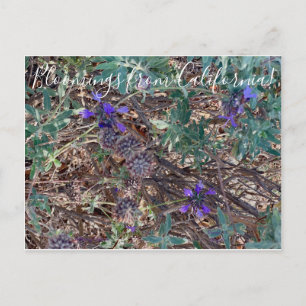 Cartão Postal Bloomings da Califórnia: Sage Roxo
