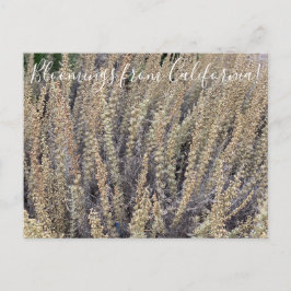 Cartão Postal Bloomings da Califórnia: Sagebrush da Califórnia