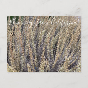 Cartão Postal Bloomings da Califórnia: Sagebrush da Califórnia