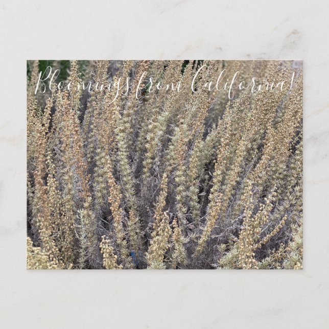 Cartão Postal Bloomings da Califórnia: Sagebrush da Califórnia (Frente)