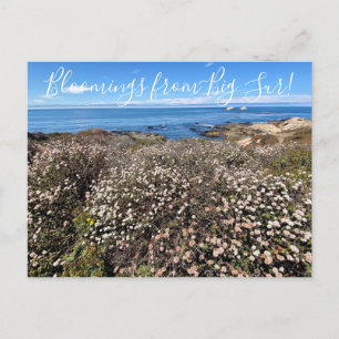 Cartão Postal Bloomings da Califórnia: Sea Cliff Bucktrigo