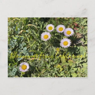 Cartão Postal Bloomings da Califórnia: Seaside Daisy