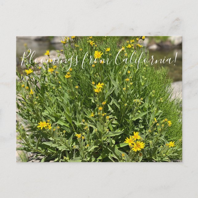 Cartão Postal Bloomings da Califórnia: Seep Primavera Arnica (Frente)