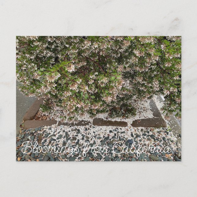 Cartão Postal Bloomings da Califórnia: Sentinel Manzanita (Frente)