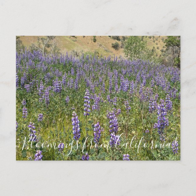 Cartão Postal Bloomings da Califórnia: Sky Lupines (Frente)