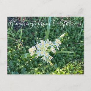 Cartão Postal Bloomings da Califórnia: Star Lily