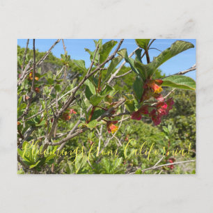 Cartão Postal Bloomings da Califórnia: Twinberry Honeysuckle