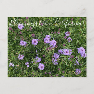 Cartão Postal Bloomings da Califórnia: Verbena lilacina