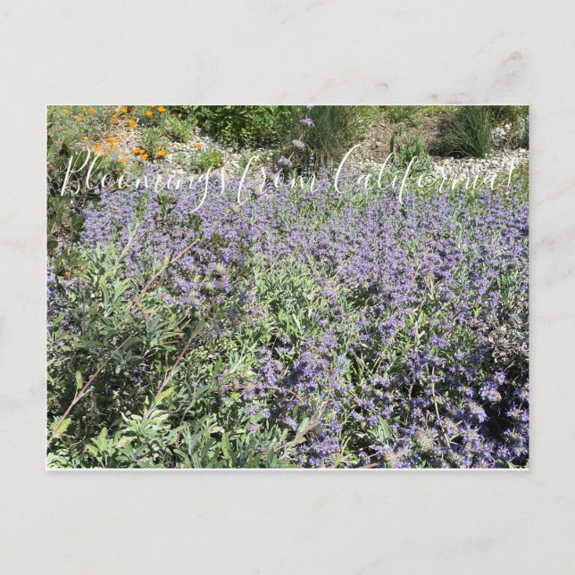 Cartão Postal Bloomings from California: Bee's Bliss Sage (Frente)