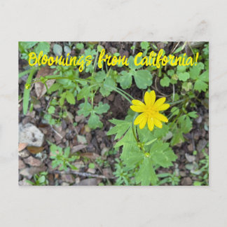 Cartão Postal Bloomings from California: Buttercup