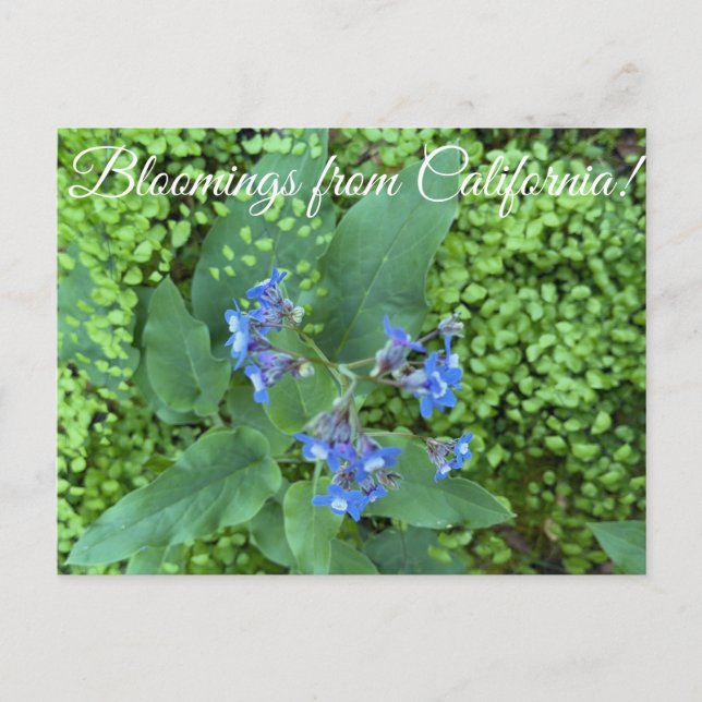 Cartão Postal Bloomings from California: Pacific Hound’s Tongue  (Frente)