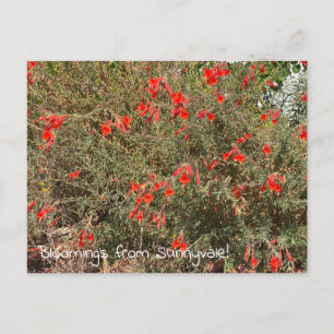 Cartão Postal Bloomings from Sunnyvale: California Fuchsia