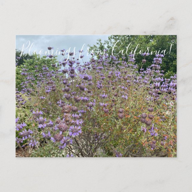 Cartão Postal Bloomings from Sunnyvale: Cleveland Sage (Frente)
