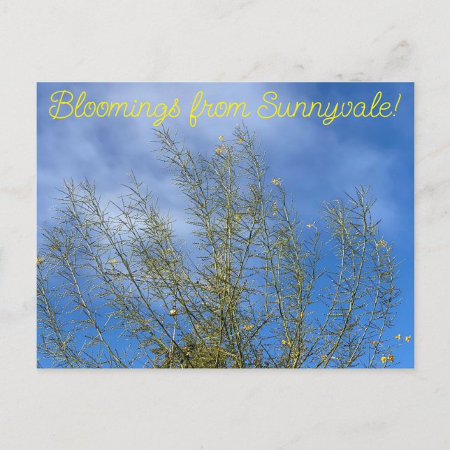 Cartão Postal Bloomings from Sunnyvale: Museu do Deserto Palo Ve (Frente)