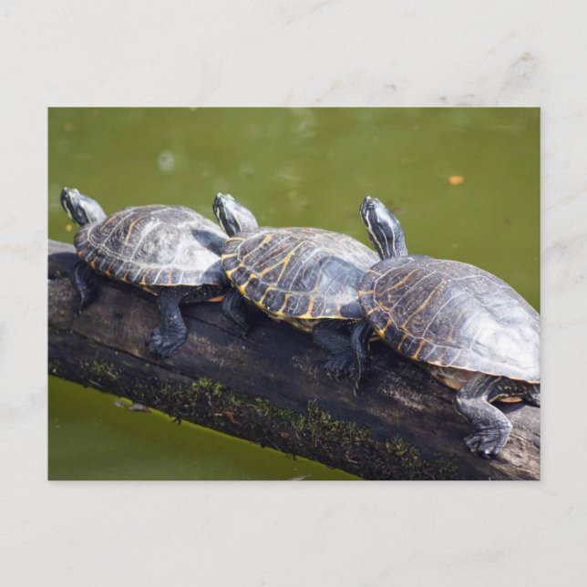 Cartão Postal Bloqueio de tráfego (Frente)