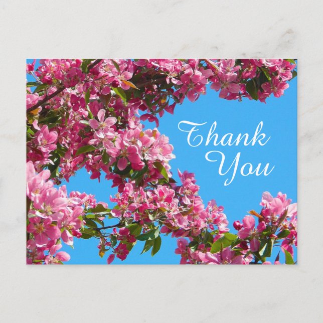 Cartão Postal Blossom and Blue Sky Thank You (Frente)