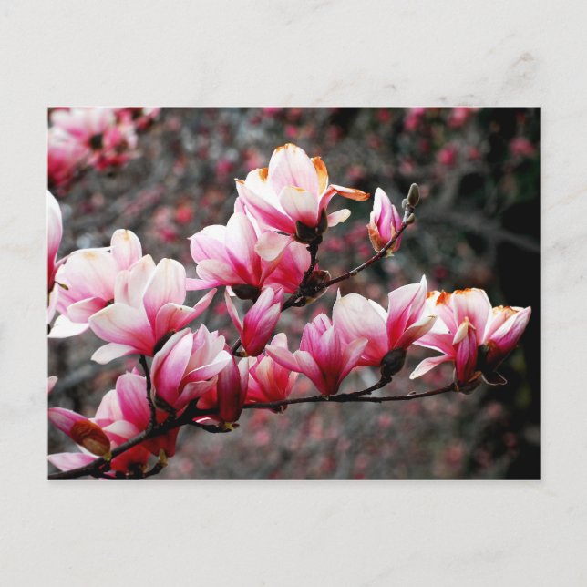 Cartão Postal Blossomas da Universidade de Georgetown, Washingto (Frente)