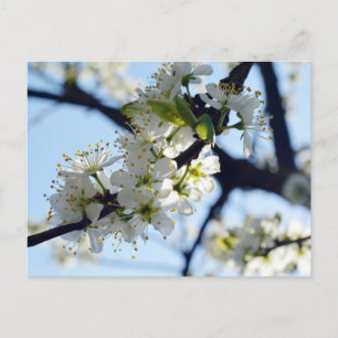 Cartão Postal Blossomas de ameixa