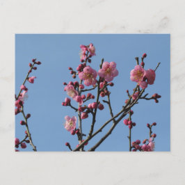 Cartão Postal Blossomas de ameixa: Japão