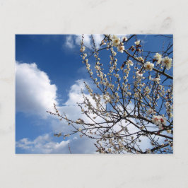 Cartão Postal Blossomas de ameixa: Japão