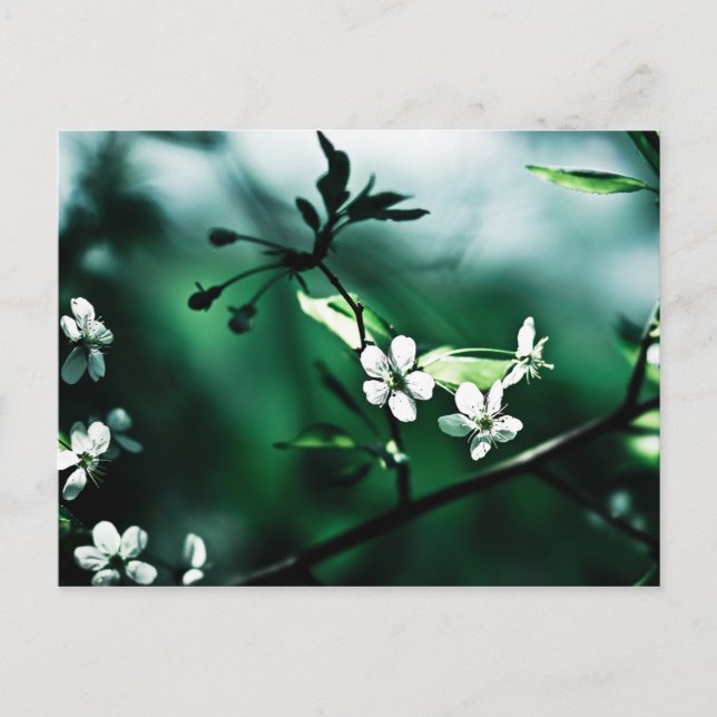 Cartão Postal Blossomas de Cereja Branca (Frente)