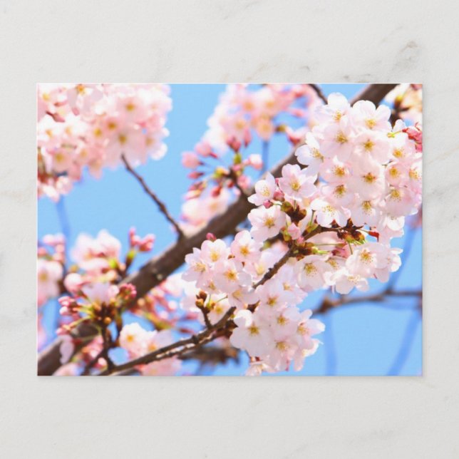 Cartão Postal Blossomas de Cereja Japoneses (Frente)