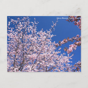 Cartão Postal Blossomas de Cereja: Jugatsu-zakura [Cartão posta