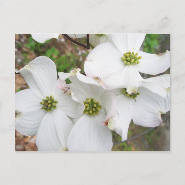 Cartão Postal Blossomas de Dogwood Oriental - Cornus florida (Frente)