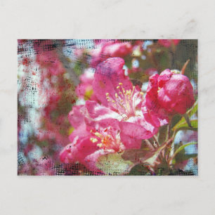 Cartão Postal Blossomas de maçã