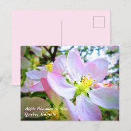 Cartão Postal Blossomas de Maçã Branca Rosa em maio Canadá Cartã