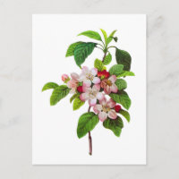 Blossomas de Maçã Rosa por Pierre Jopseph Redoute