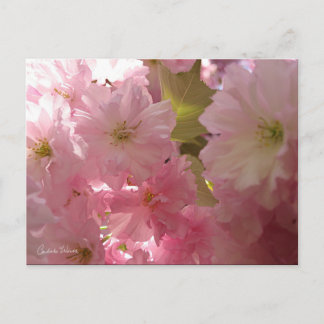 Cartão Postal Blossomas de Primavera rosa