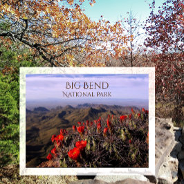 Cartão Postal Blossomas do Cactus Claret Cup, Big Bend NP, TX