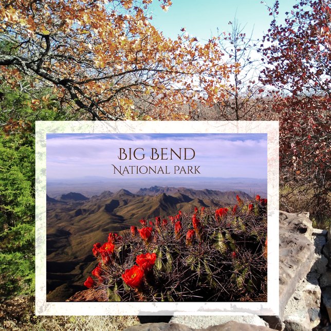 Cartão Postal Blossomas do Cactus Claret Cup, Big Bend NP, TX (Criador carregado)