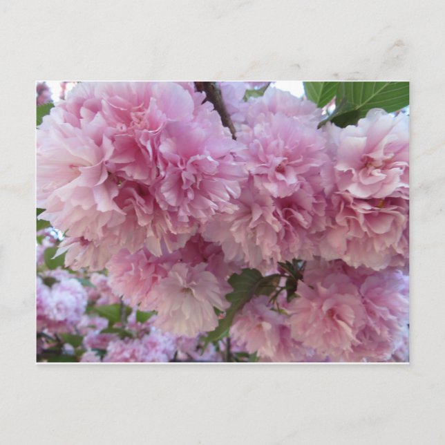Cartão Postal Blossomas Rosa (Frente)
