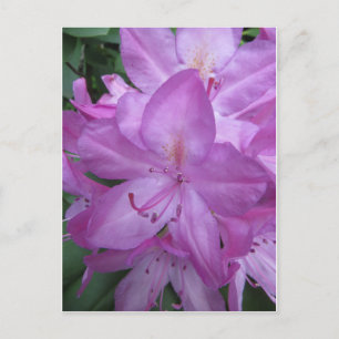 Cartão Postal Blossomas Roxos