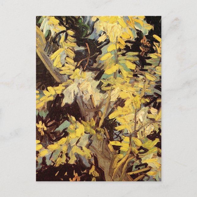 Cartão Postal Blossoming Acacia Branches por Vincent van Gogh (Frente)